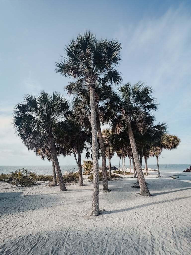 Scenic view of palm trees on a sandy beach under a clear blue sky, perfect for travel and nature themes.